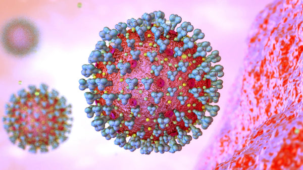 HPV (human papillomavirus) Prevention with Herbal Formulation